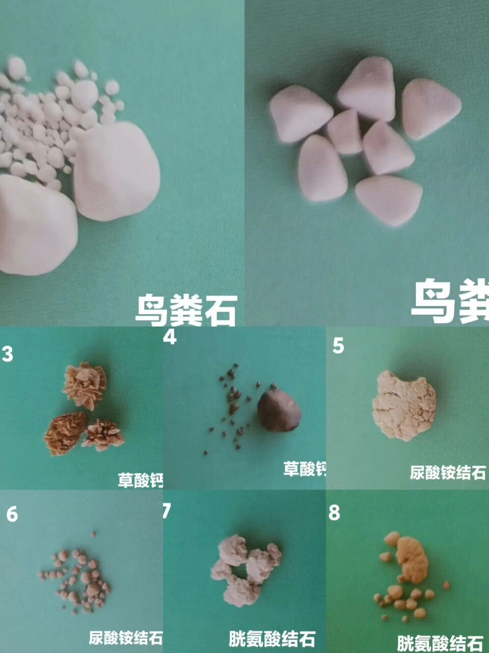 教大家给猫咪狗狗结石种类鉴别分析