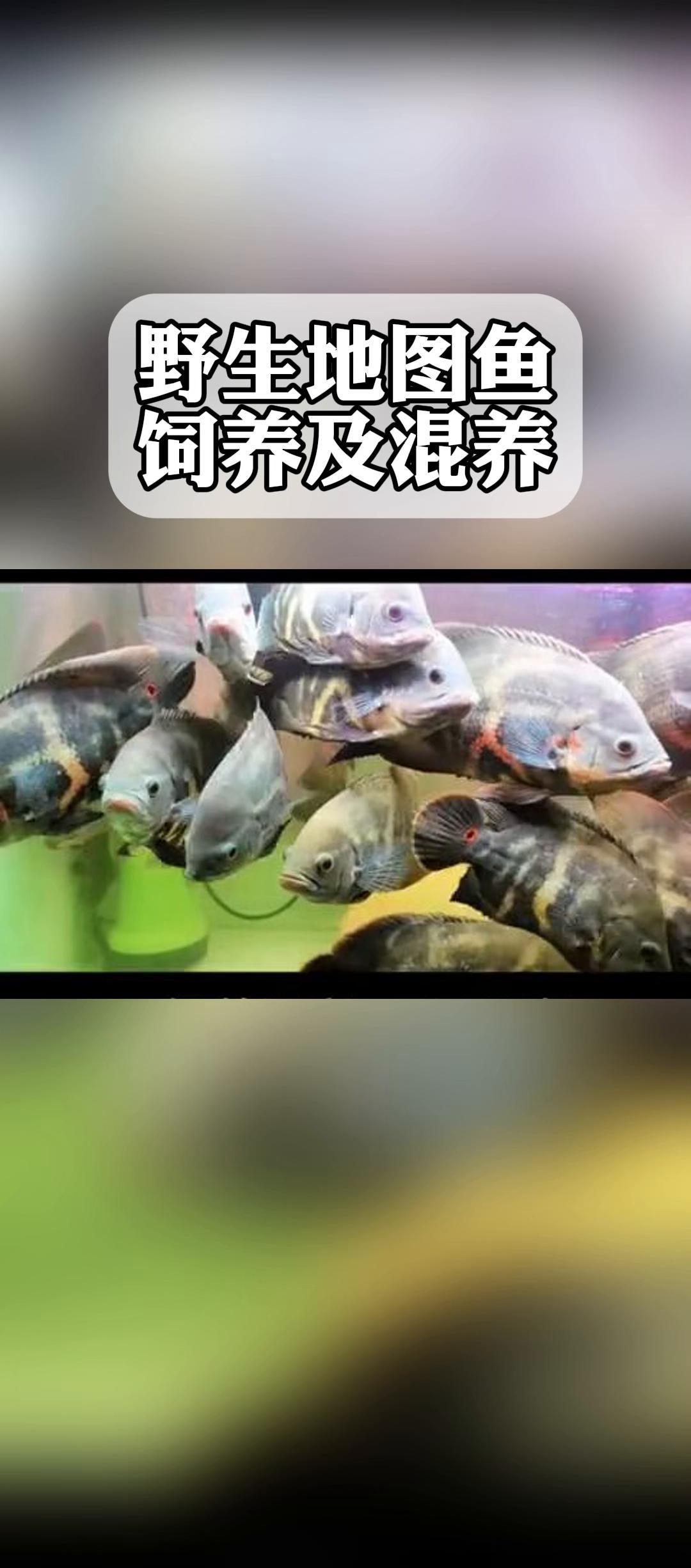 野生地图鱼,饲养及混养