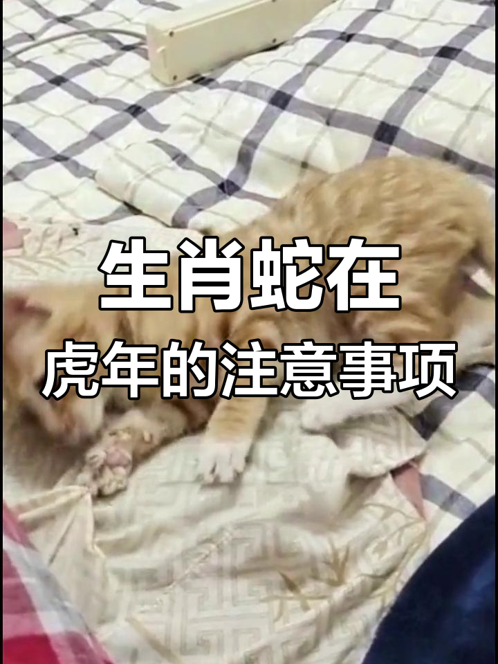 蛇生肖在虎年运势穿搭(属蛇人在虎年的运势)