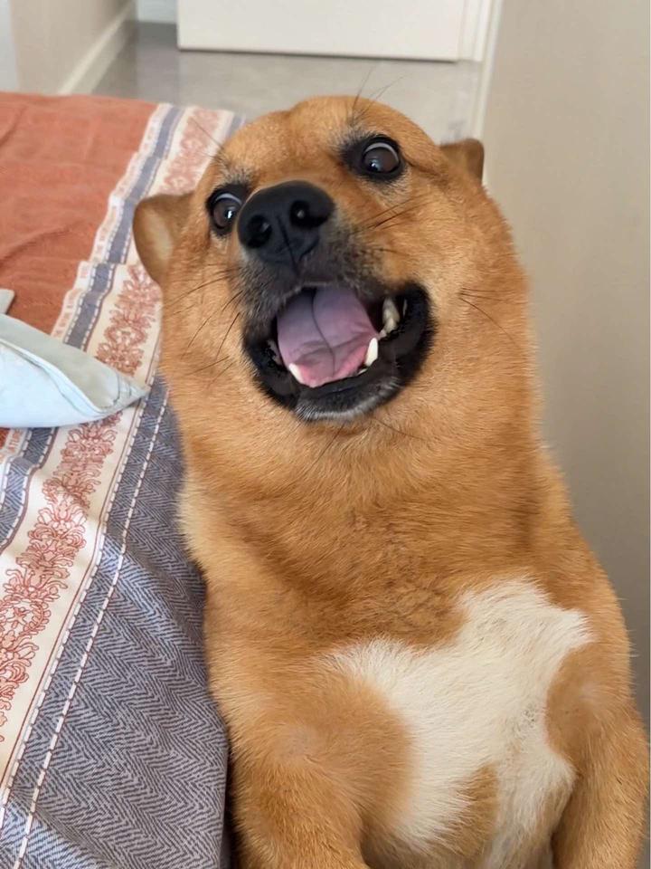 谁能拒绝一只这么爱撒娇的小狗狗