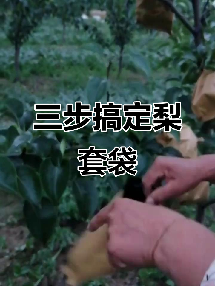 梨套袋技巧大揭秘,三步学会完美操作