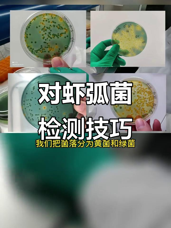 南美白对虾弧菌检测方法大揭秘,哪种最适合你?