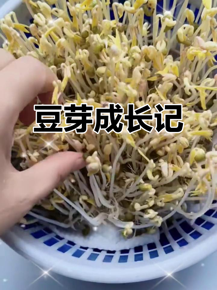 豆芽第七天,长势喜人!大家有尝试吗?