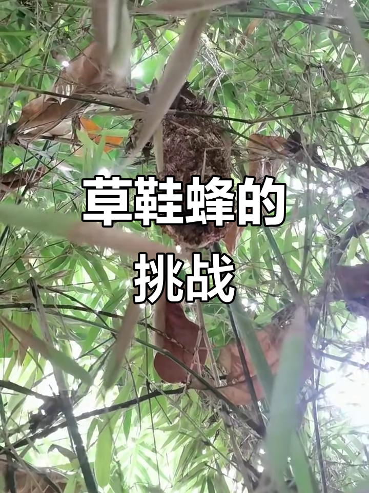 草鞋蜂的英气与试炼