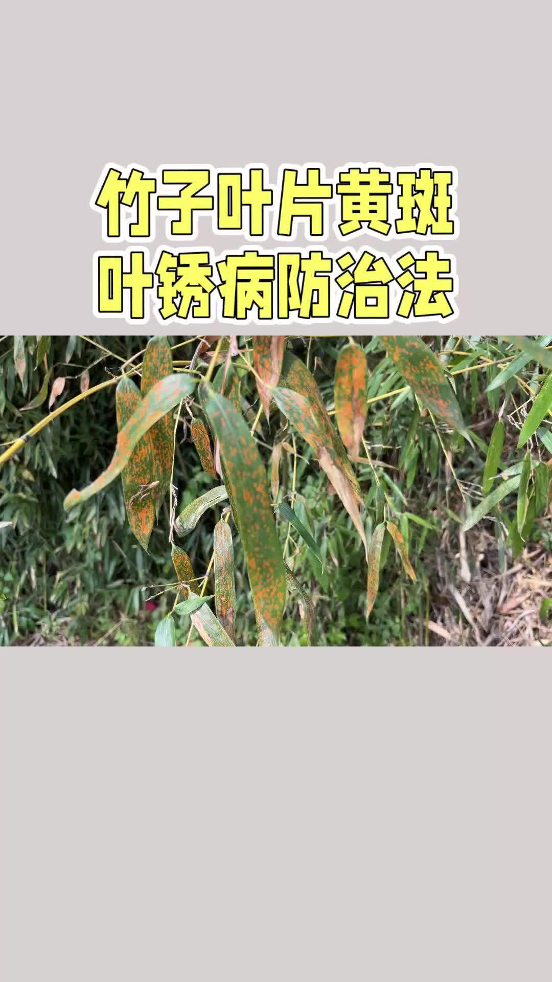 园林绿化 竹子叶片黄斑叶锈病防治法 竹子 锈病 园林养护 上热门