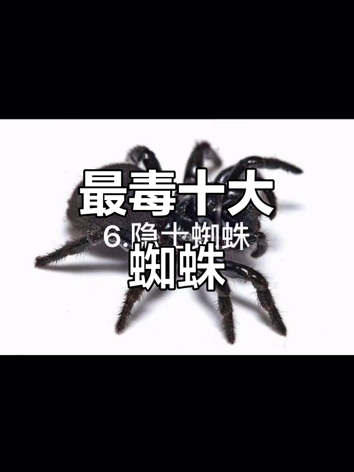 遇到这10种蜘蛛,赶紧跑!它们可能是最毒的