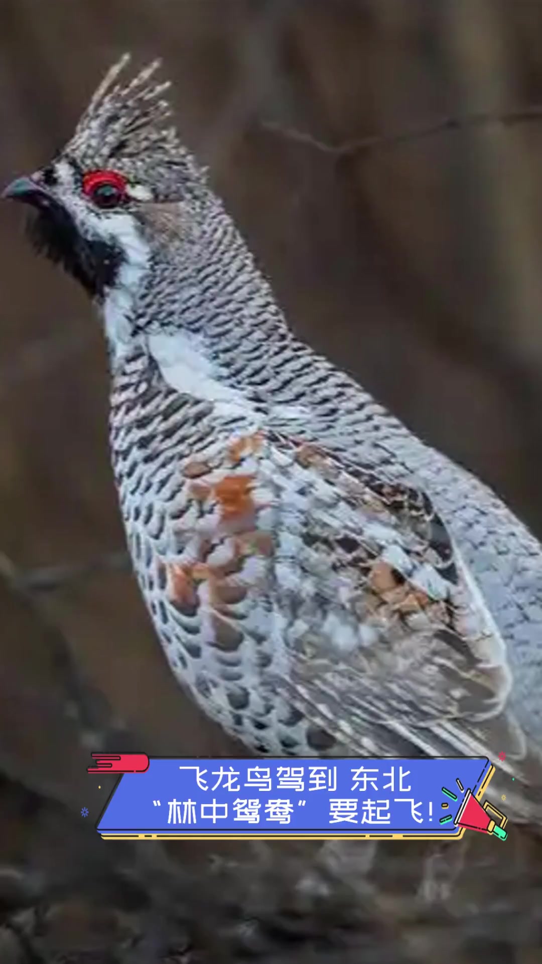 东北小飞龙是什么鸟