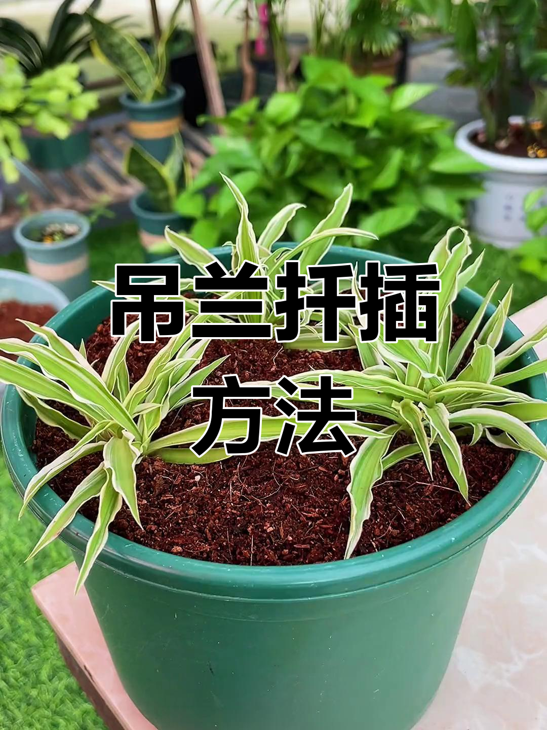 金边吊兰扦插技巧,轻松繁殖多盆