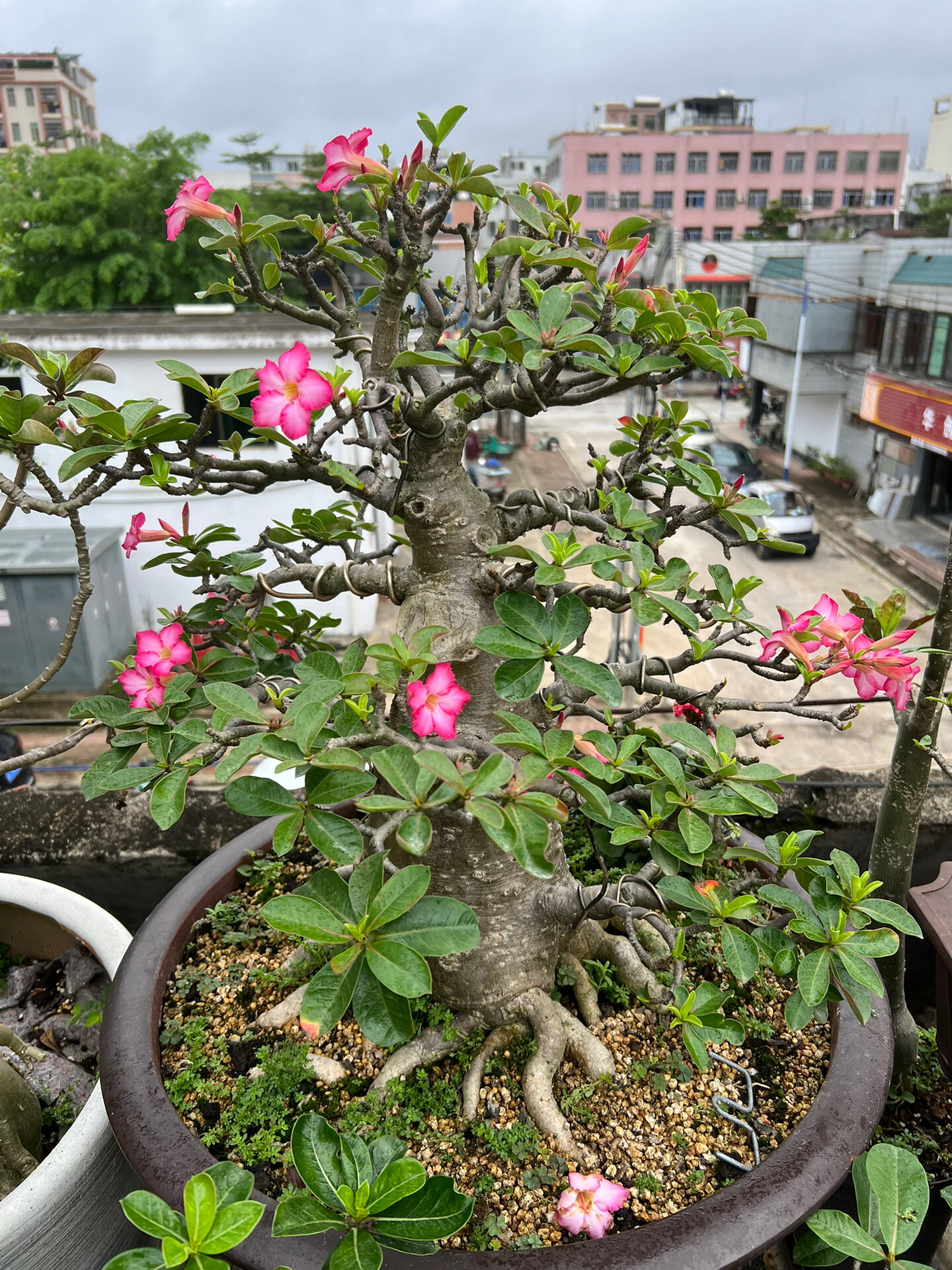 泰国进口沙漠玫瑰 千娇八爪盆景老桩