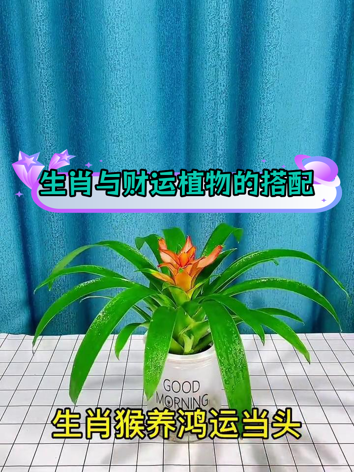 十二生肖财运植物推荐,轻松养植提升运势