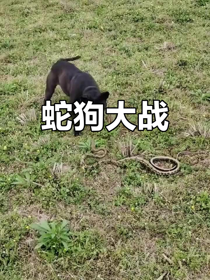 蛇狗激烈对决,谁能获胜?