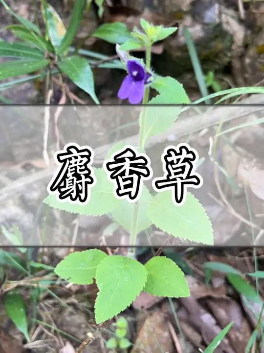 这种青草叫麝香草