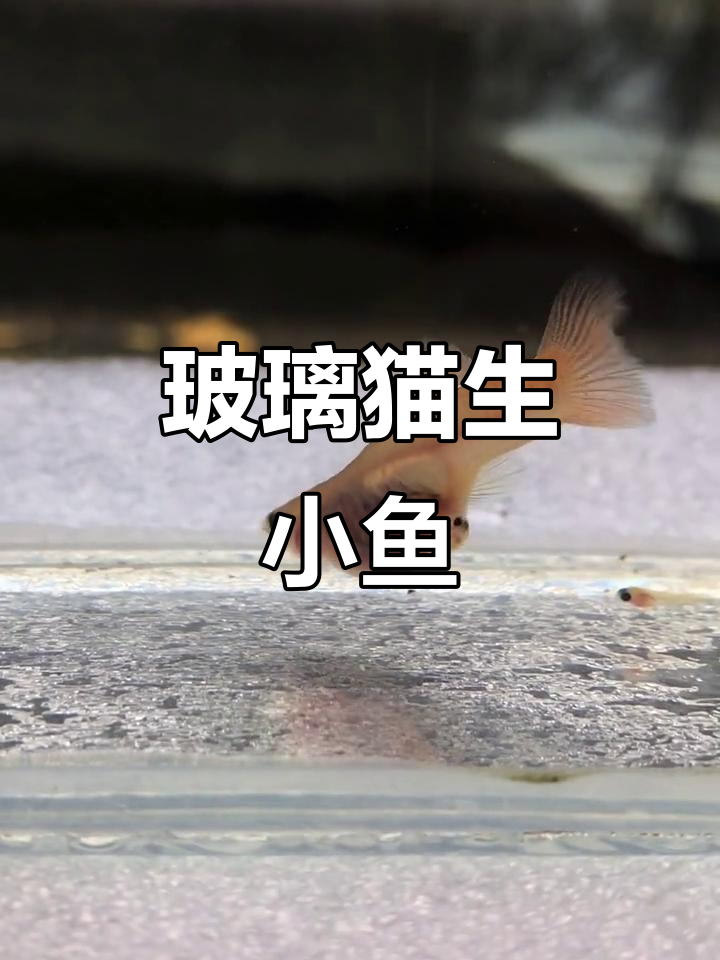 玻璃猫下崽,错过红头鱼了!