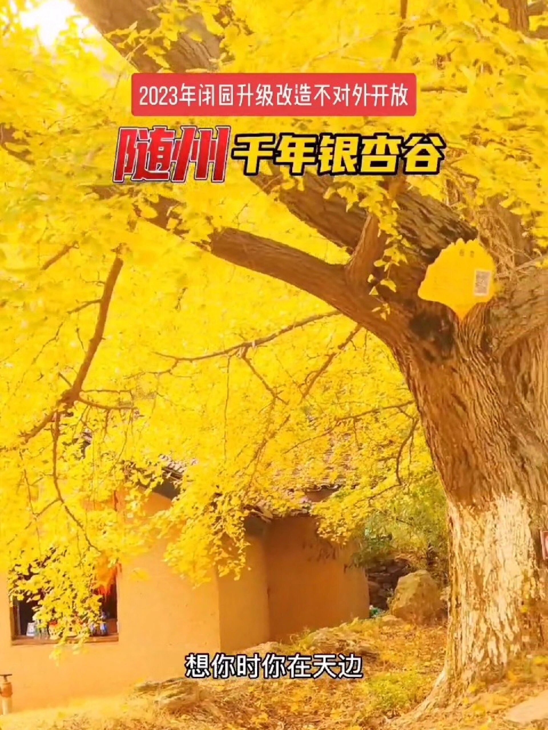 中国千年银杏谷图片
