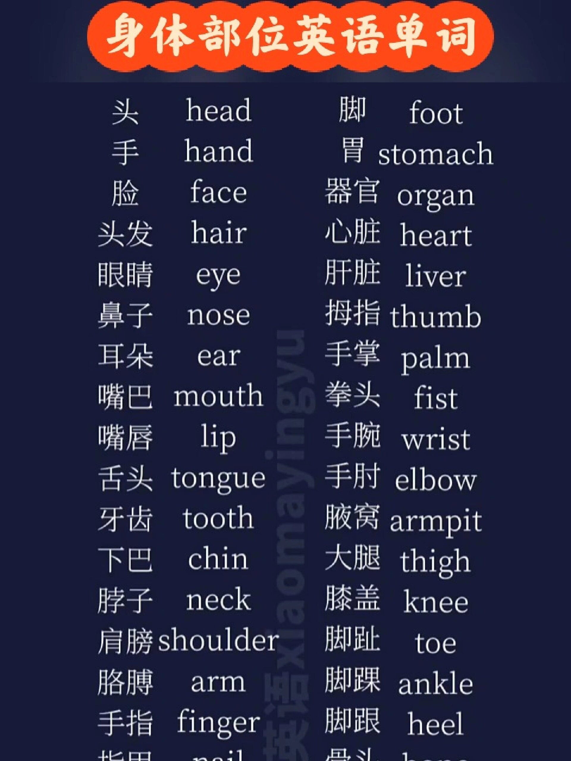 身体部位英文单词,建议收藏,反复观看