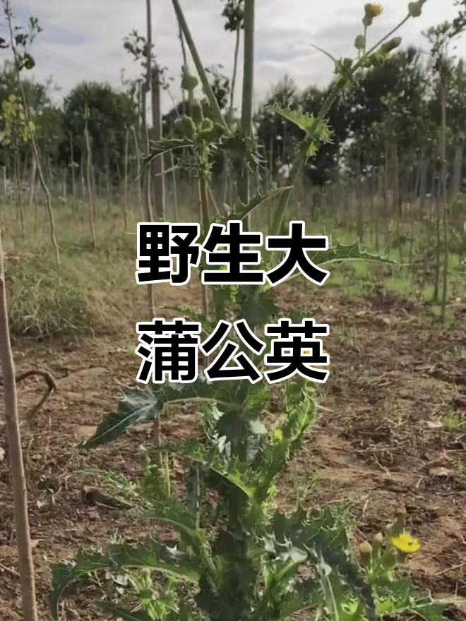 野生大蒲公英,美丽又惊艳!