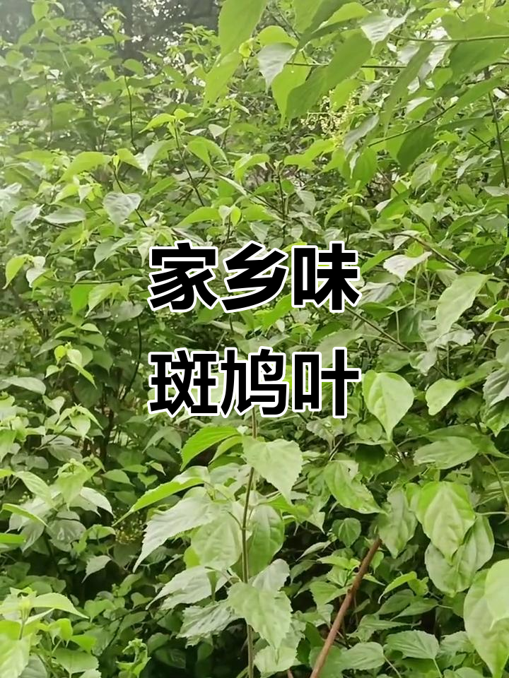 斑鸠叶:小时候的味道,农村的绿色宝藏
