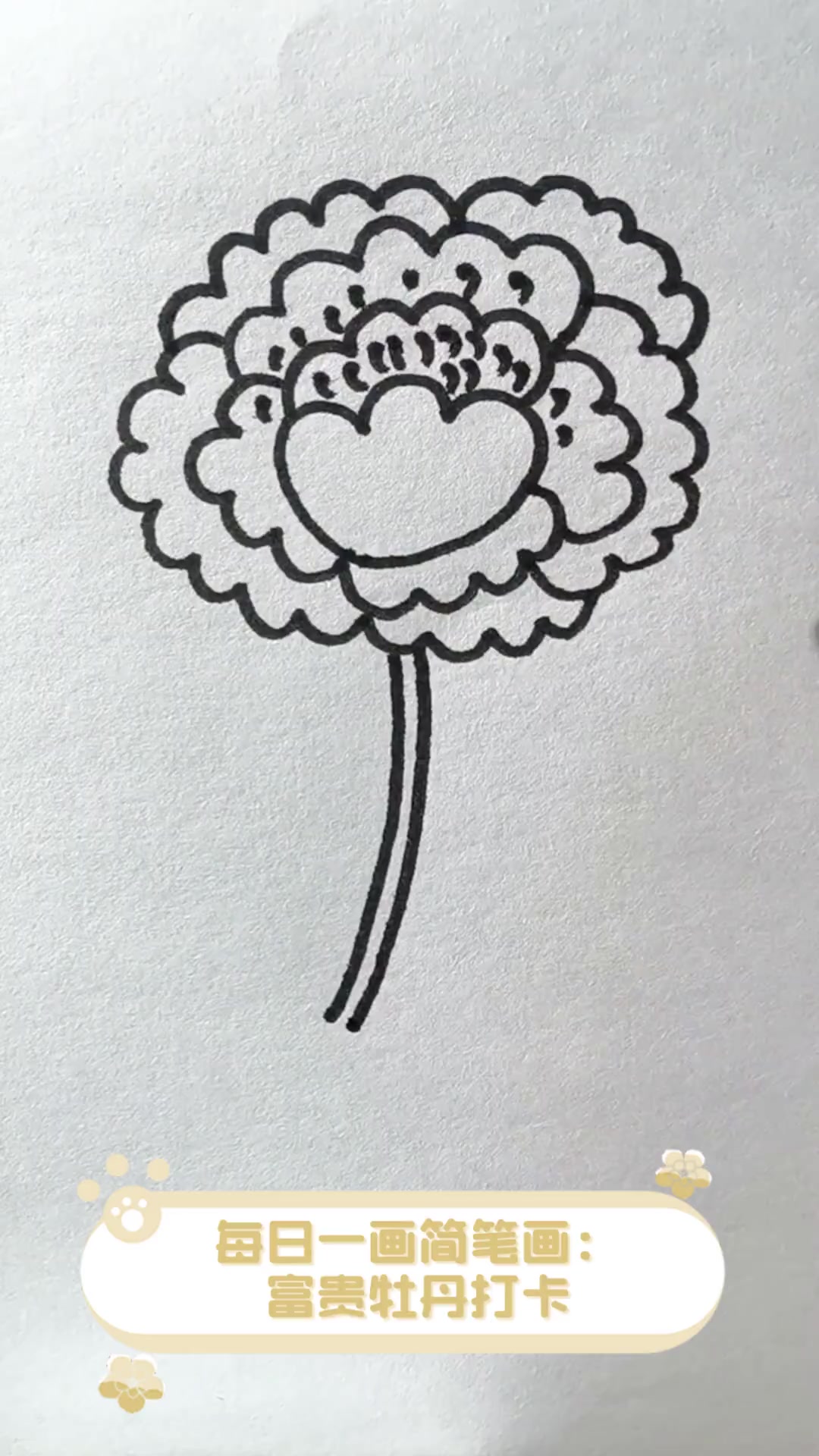 每日一画简笔画:富贵牡丹打卡