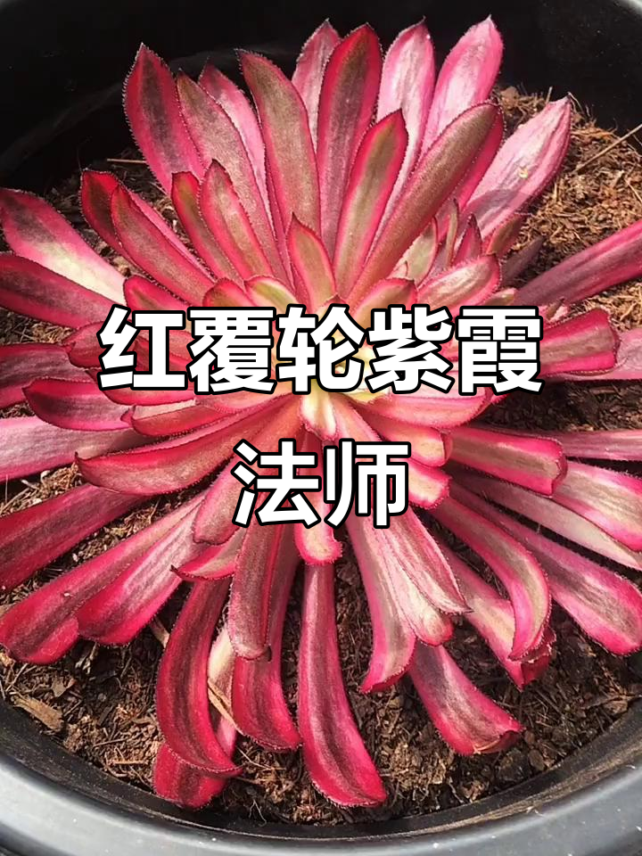 紫霞仙子:红覆轮法师的独特魅力与变异特征