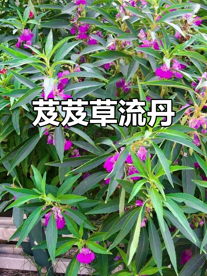 芨芨草与凤仙花,一抹娇颜映晓风