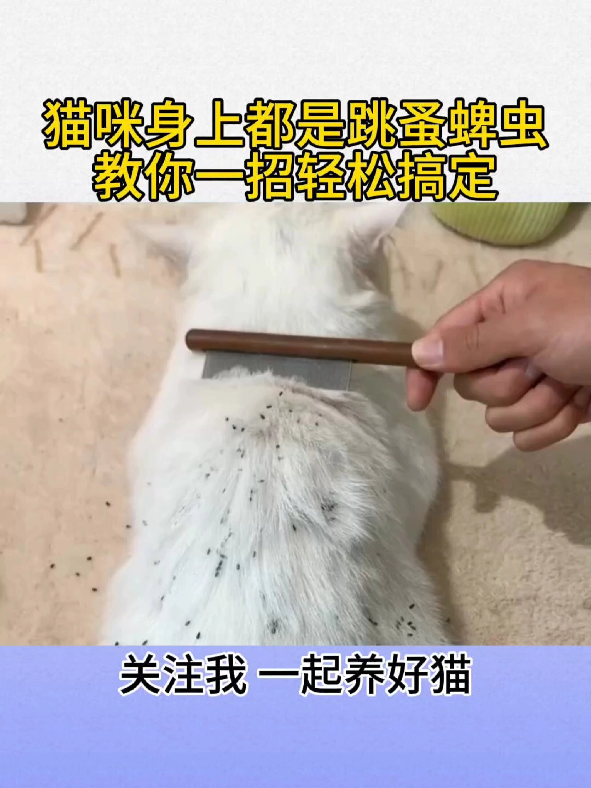 猫身上长蜱虫图片图片