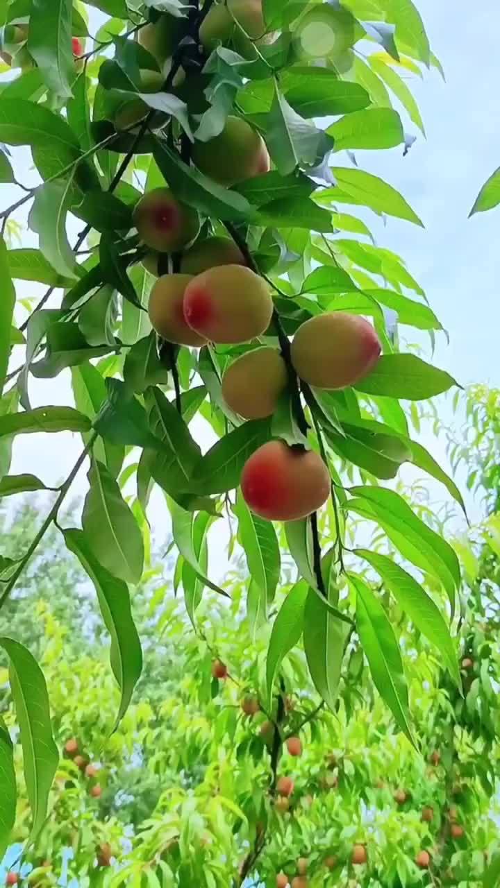 桃子熟了 果实累累 农村生活 一起享受大自然的美 熟了