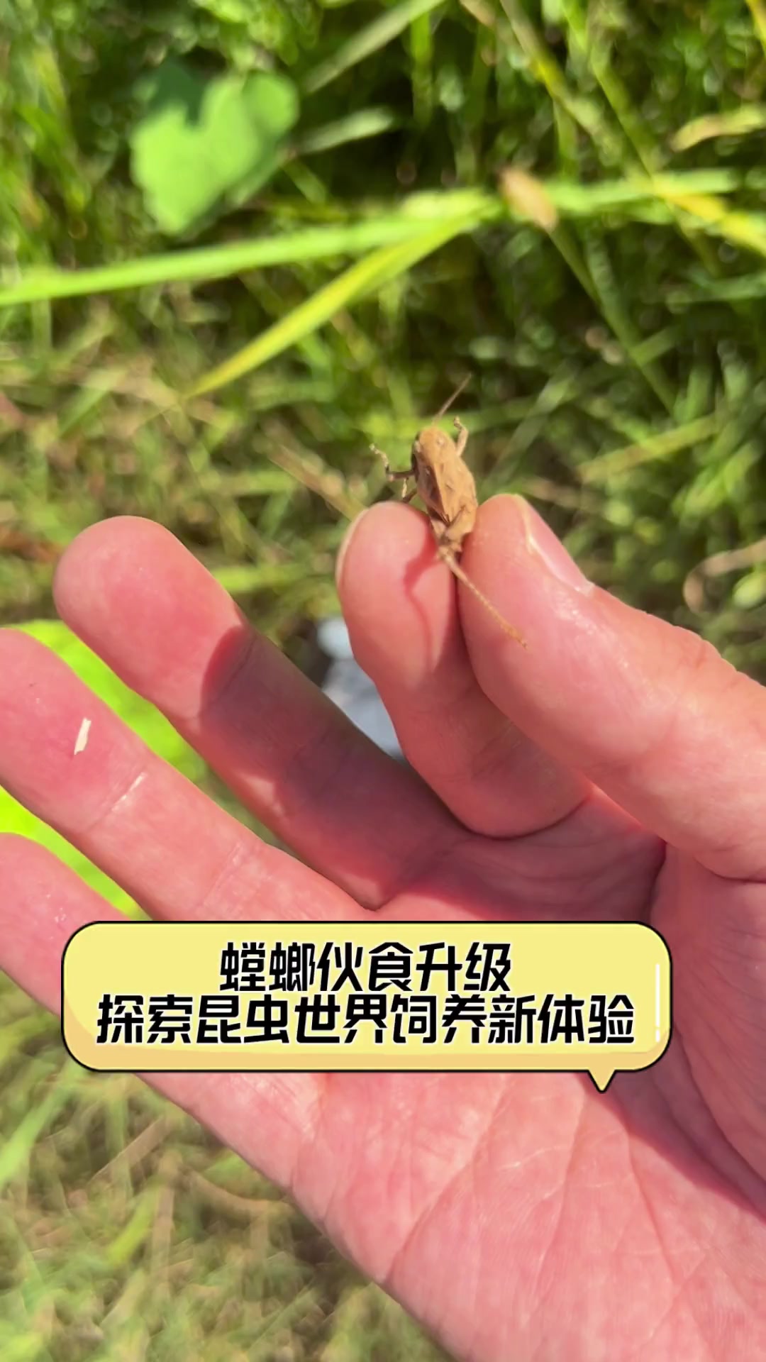 螳螂伙食升级,探索昆虫世界饲养新体验