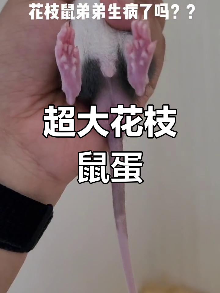 花枝鼠的蛋蛋竟然这么大