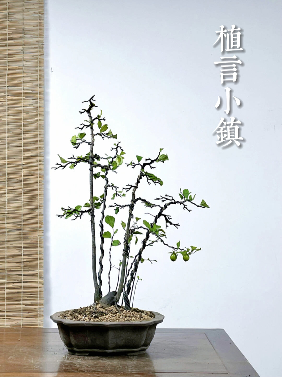 盆景养成系列|一本多杆丛林老鸦柿