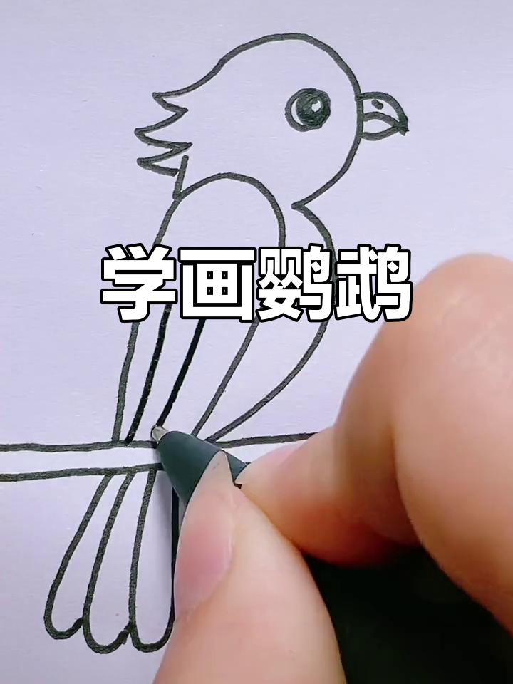 鹦鹉简单画法图片