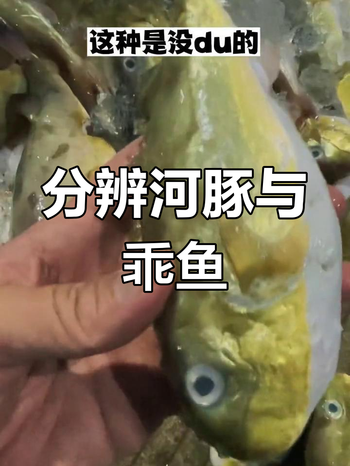 河豚为什么有毒