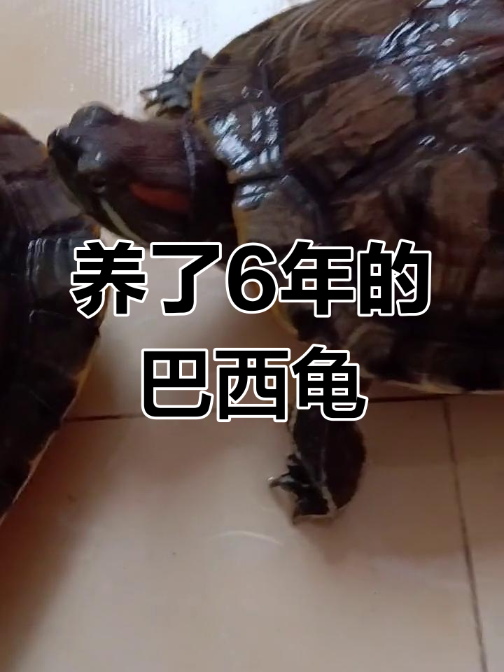 6年养成的巴西龟,从硬币大小到硕大体型