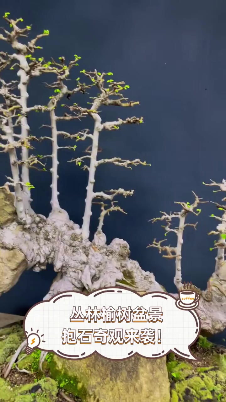 丛林榆树盆景,抱石奇观来袭!