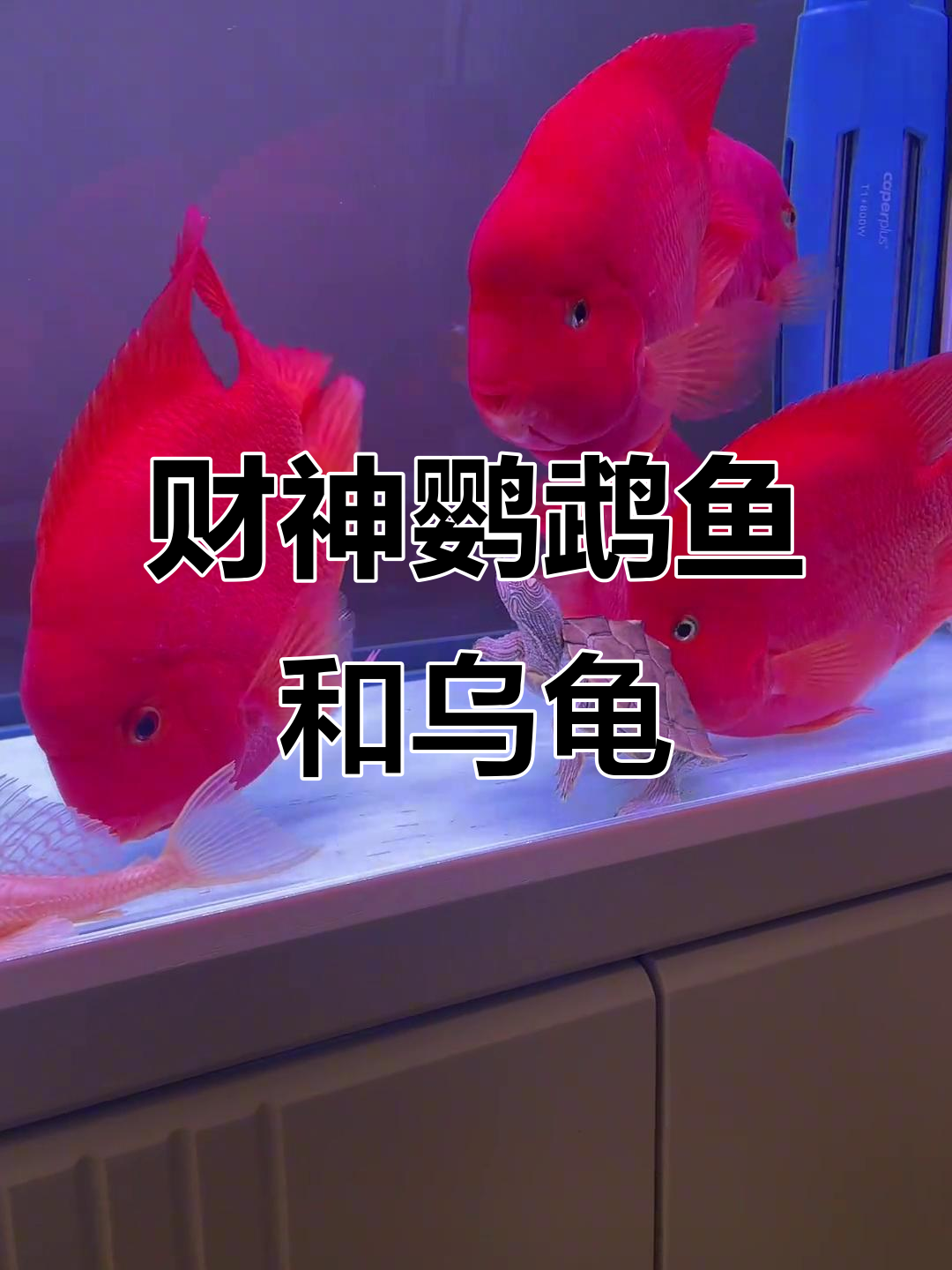 财神鹦鹉鱼与地图龟的和谐共处,热带雨中的美丽故事