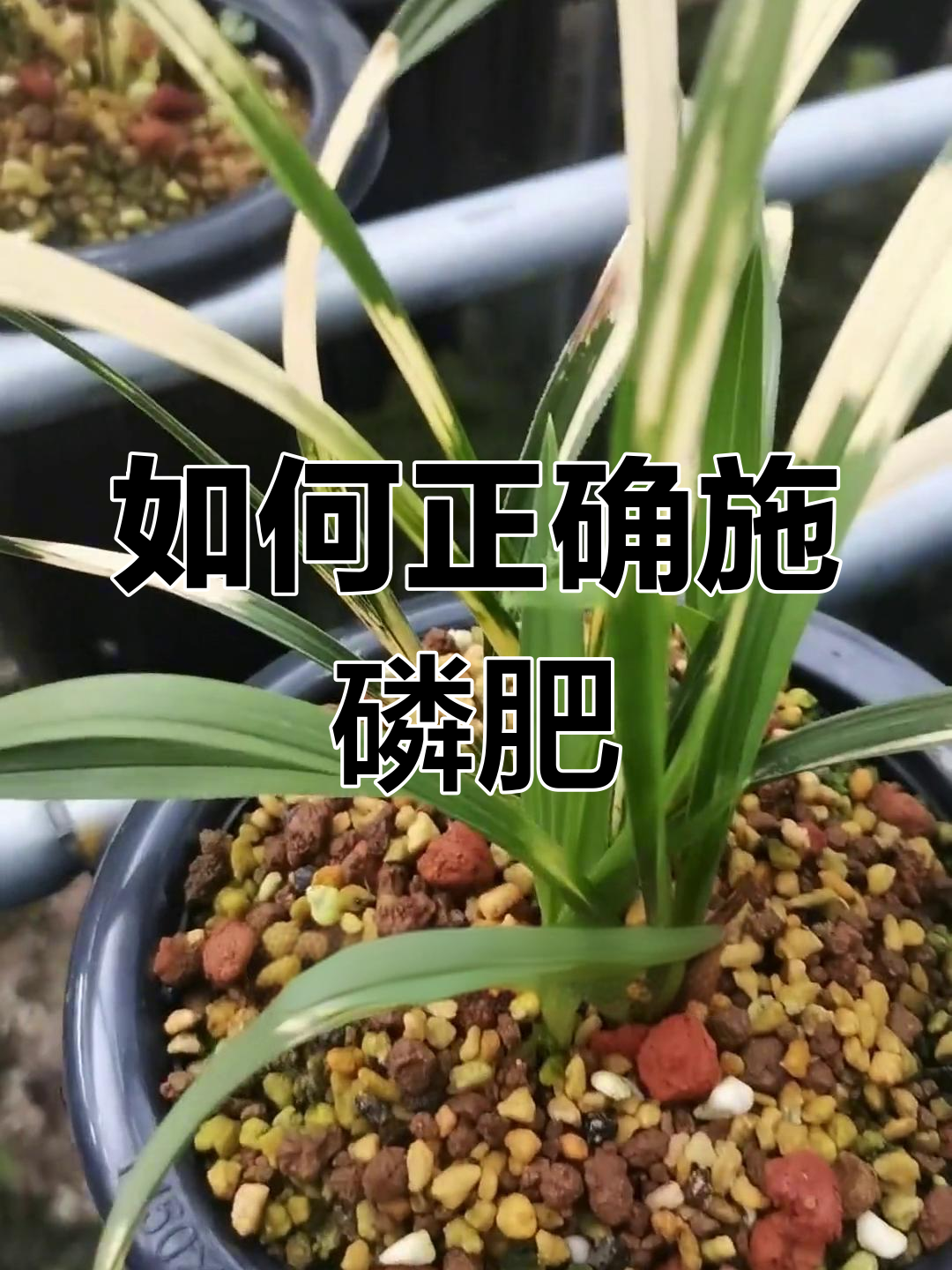 兰花催花技巧图片