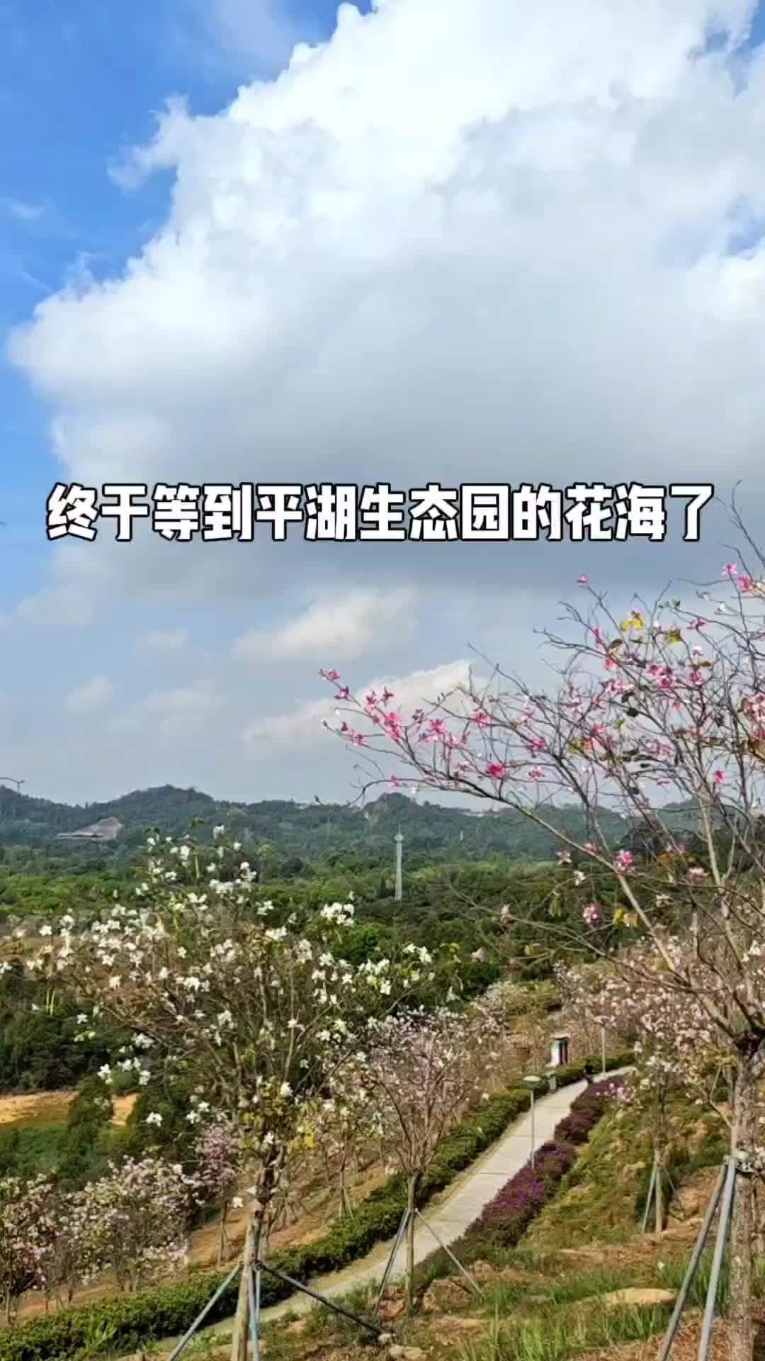 上热门不如见一面终于等到平湖生态园的花海了2024年3月24日实拍深圳