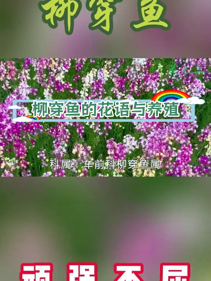 摩洛哥柳穿鱼花语图片