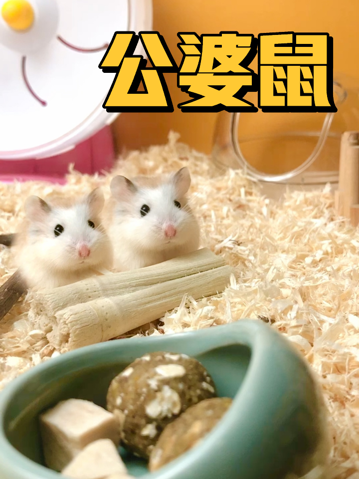 几分钟带你了解世界上最小的仓鼠:公婆鼠-度小视