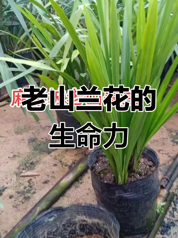 边境地区的美丽兰花,见证老山战役的坚韧生命