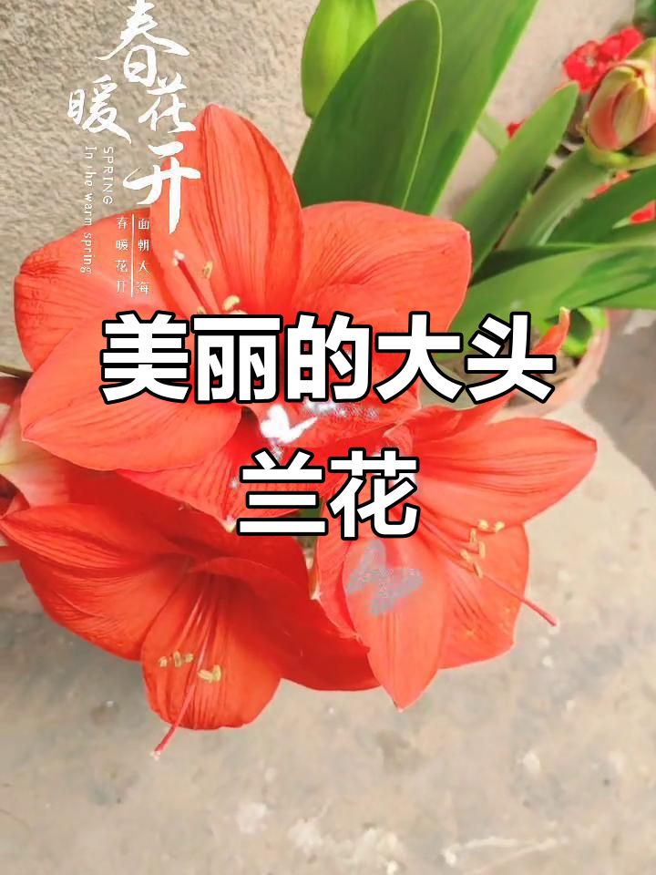 大头兰花每年都开得如此美丽,真是省心又好看