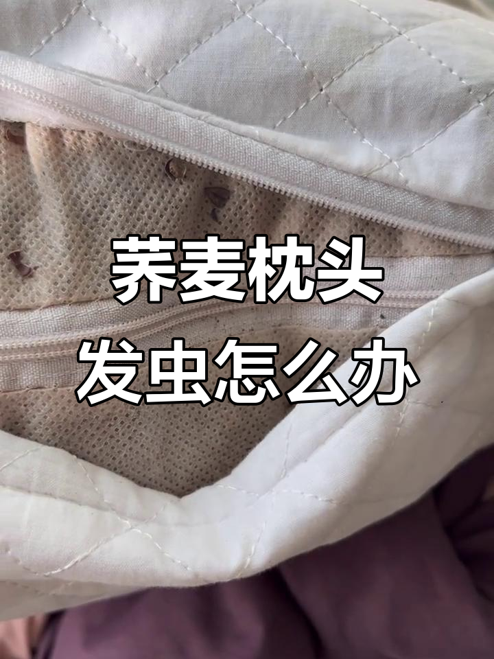 荞麦枕头为何生虫?如何避免和解决
