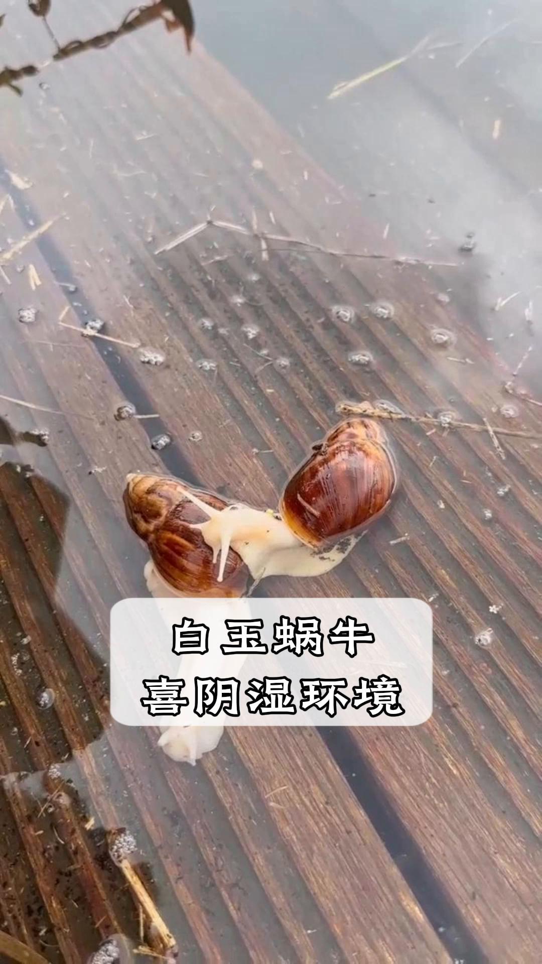 白玉蜗牛,喜阴湿环境