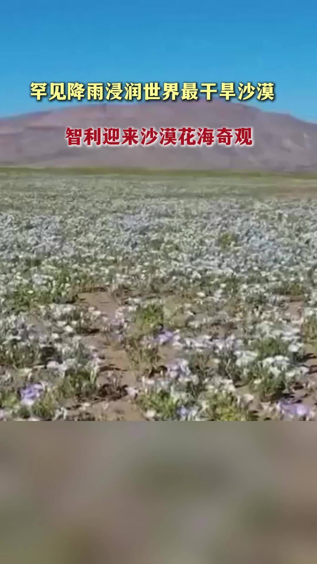 罕见降雨浸润世界最干旱沙漠 智利迎来沙漠花海奇观