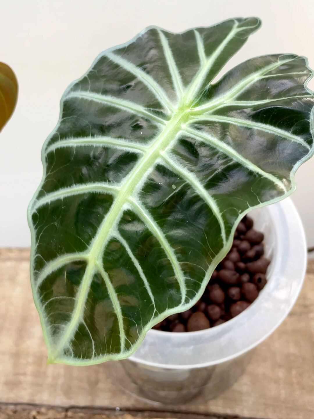 发现一颗小可爱 水培大仙女海芋 水培绿植