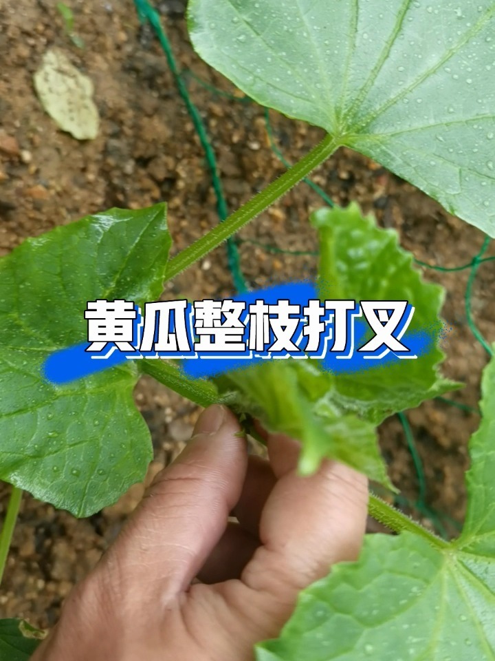 黄瓜整枝打杈