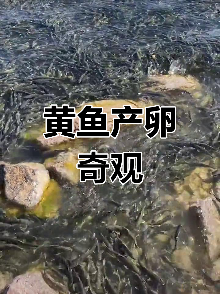 青海湖黄鱼产卵,壮观景象令人惊叹