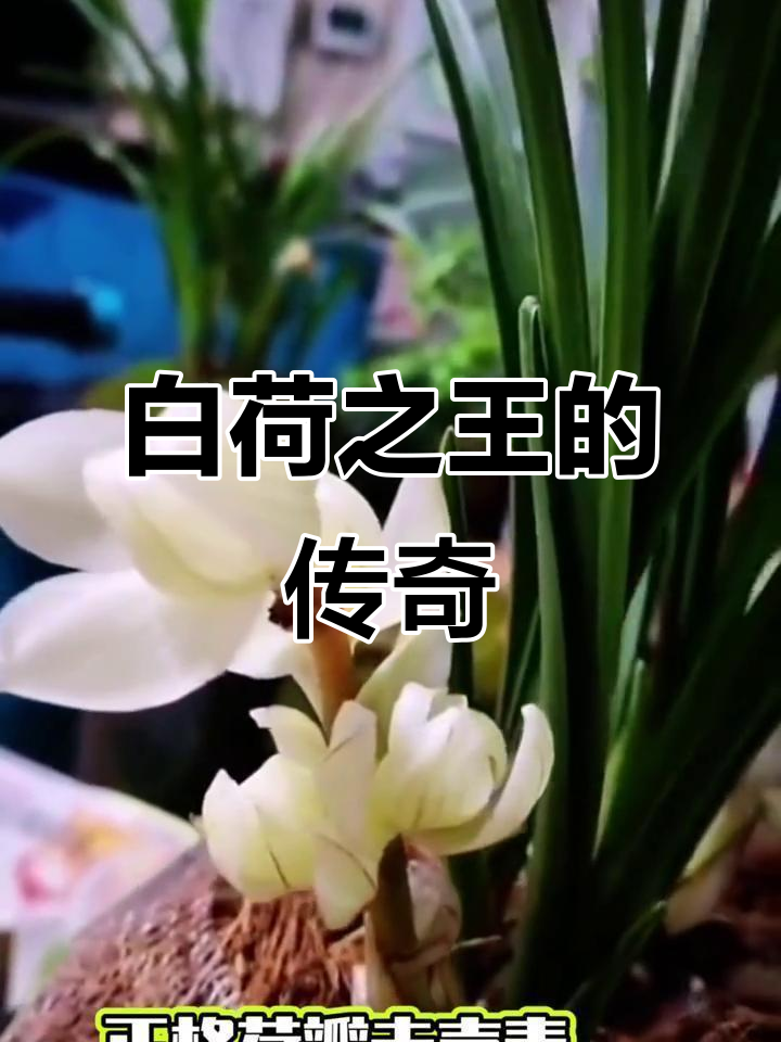 素冠荷鼎,莲瓣兰中的极品,稀世珍宝,白荷之王