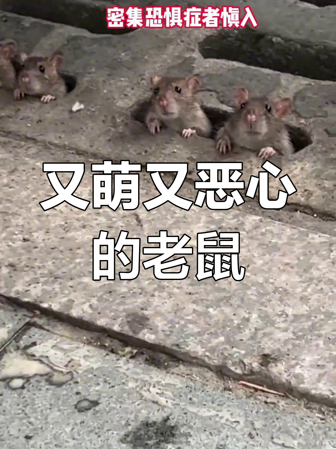 3月6日,网友:这只老鼠又萌又恶心,太奇怪了!