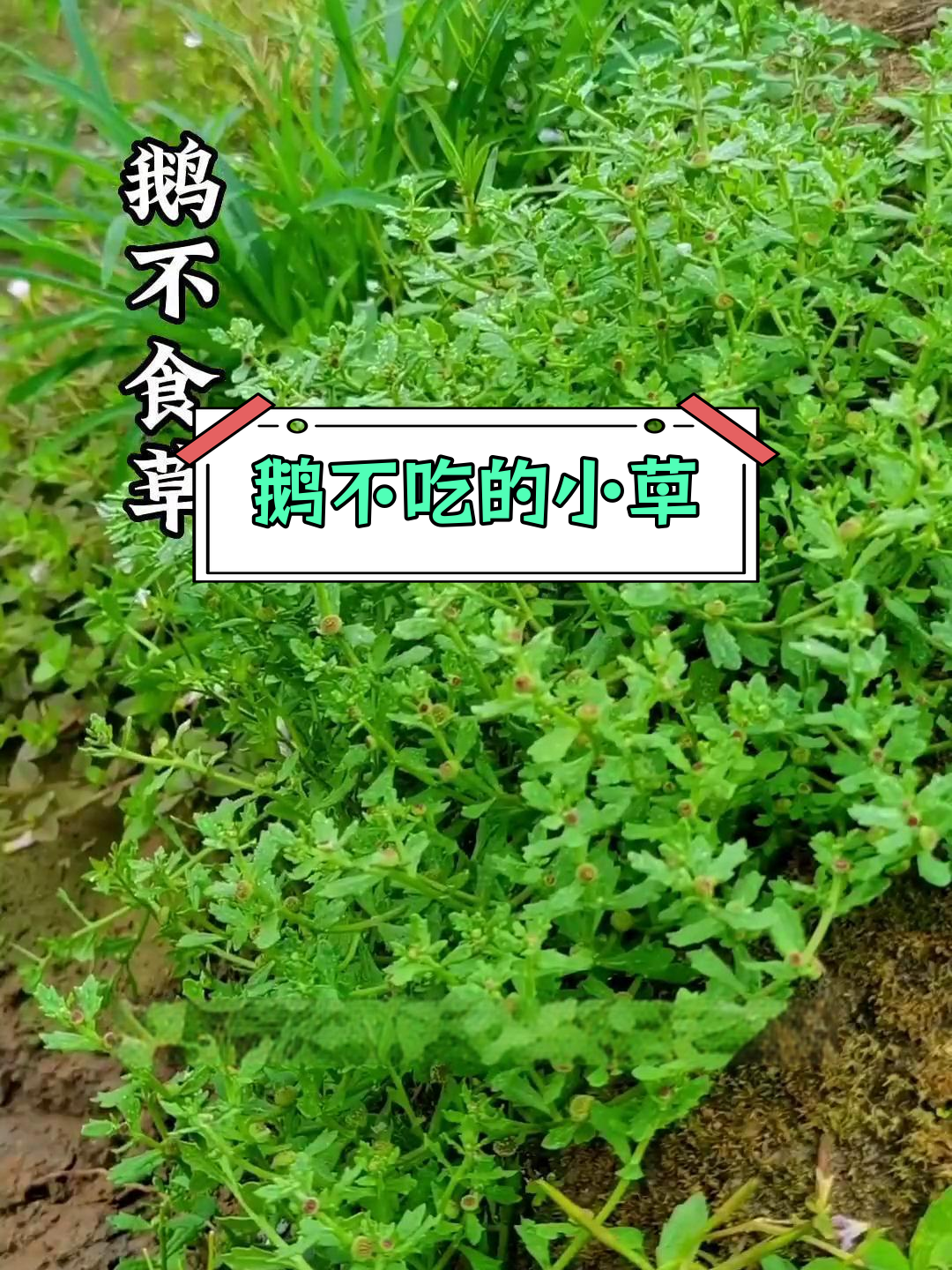 鹅不食草:千年的神奇传说与药用价值