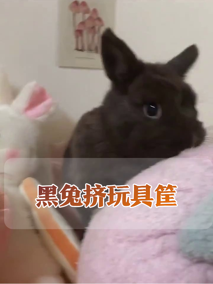 和毛绒兔贴贴还啃丝带,萌翻了